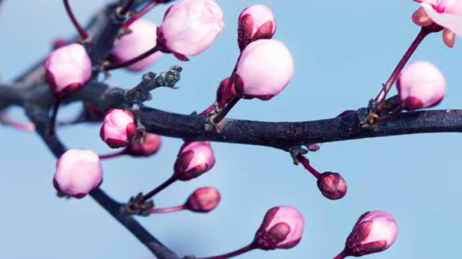 Spring for Traditional Chinese Medicine