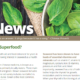Seaweed Superfood! AcuNews 2020 3.1
