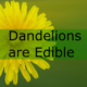 Dandelions are Edible and They Sure are Good for Ya!