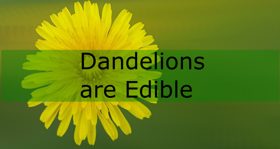 Dandelions are Edible